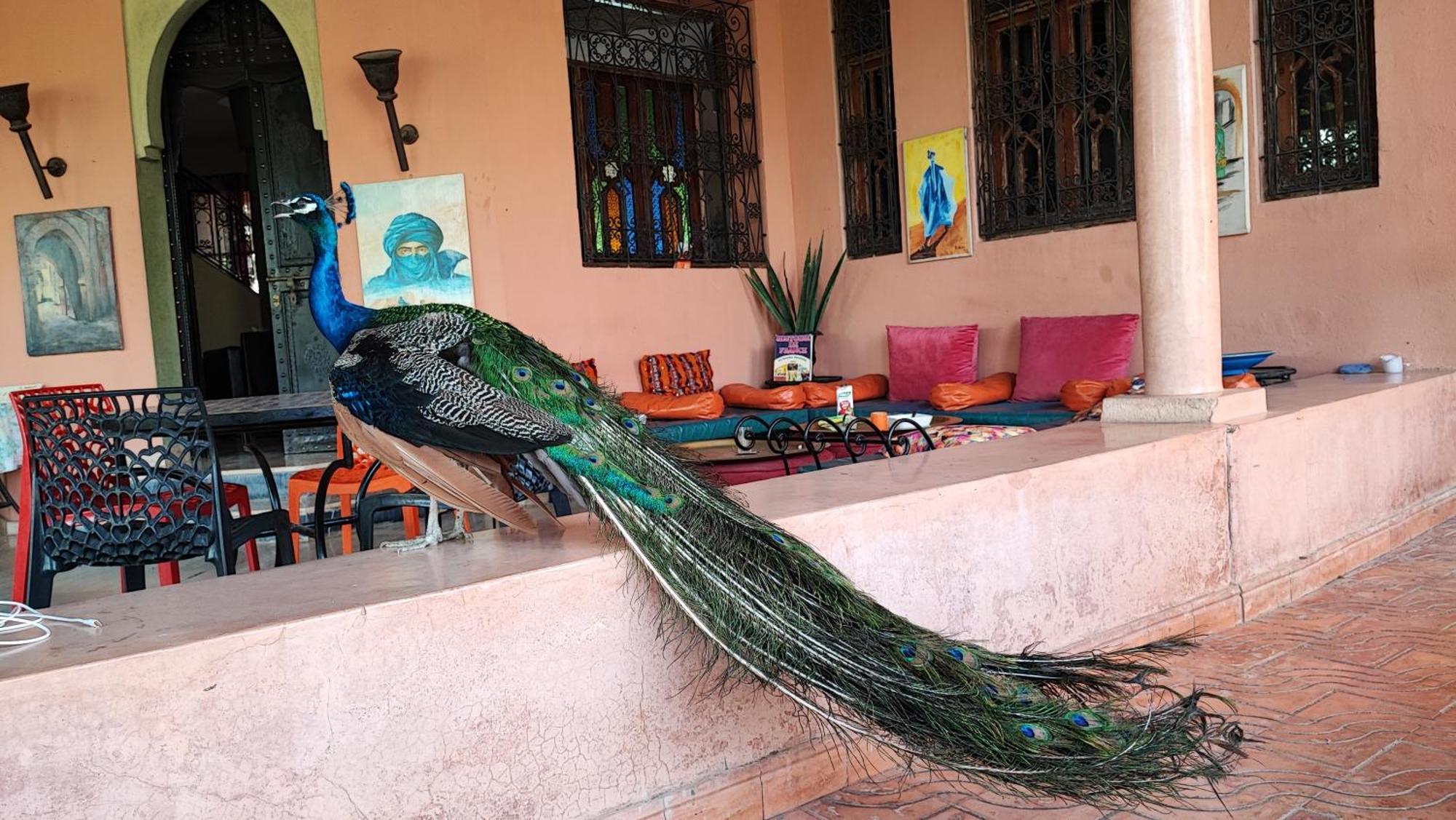 Las Palmeras Guest House Douar Caïd Layadi Kültér fotó